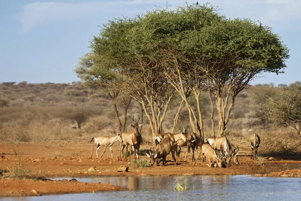 Etoşa Ulusal Parkı Namibya Bir Grup Zebra — Stok fotoğraf