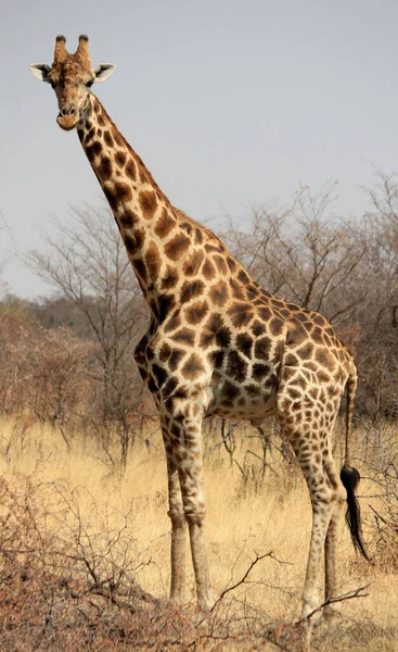 Giraffe Dans Parc Mahango Namibie — Photo