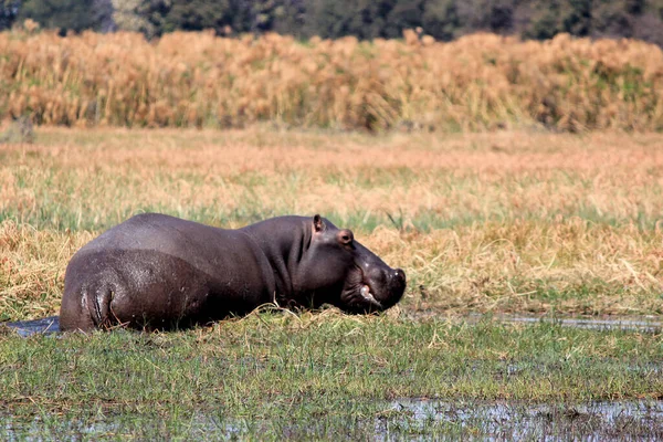 Hipopótamo Salvaje Abrevadero Parque Juegos Mahango Namibia —  Fotos de Stock