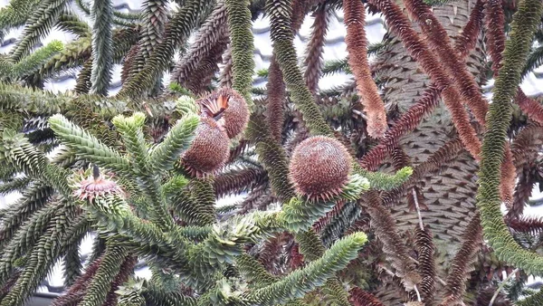 Araucaria Имеет Разные Имена Включая — стоковое фото