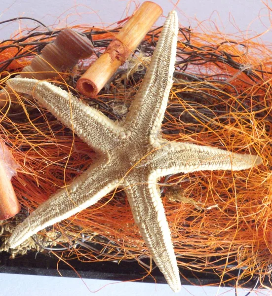 Starfish Bycatch While Fishing — Stock fotografie