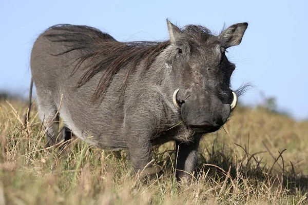 Warthog Met Lelijk Gezicht Grof Lichaamshaar — Stockfoto