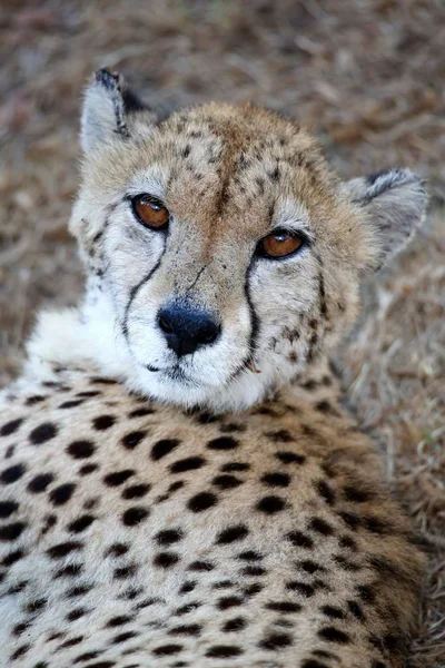 Güzel Cheetah Vahşi Kedi Portresi — Stok fotoğraf