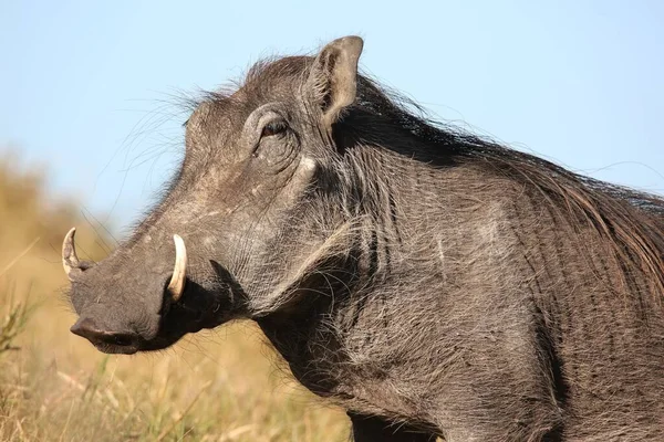 Warthog Met Lelijk Gezicht Grof Lichaamshaar — Stockfoto