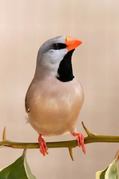 Scenic View Beautiful Cute Finch Bird — Stock Photo, Image