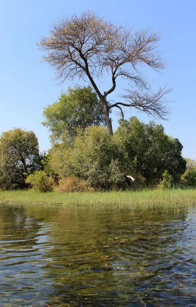 奥卡万戈三角洲水和 Cyperus Papyrus 植物景观 博茨瓦纳北部 — 图库照片