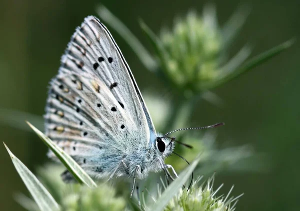 Gümüş Yeşil Polyommatus Coridon Erkeği — Stok fotoğraf