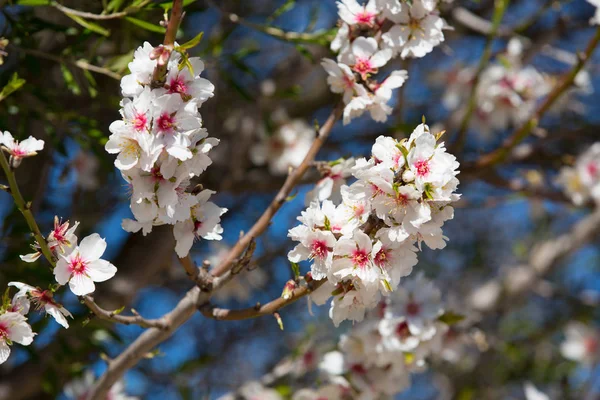 Flora Blossom Flowers Spring — Stock Photo, Image