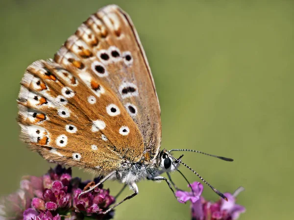 Coridon Bleu Argenté Polyommatus Femelle — Photo