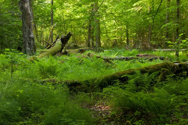 Bladverliezende Stand Van Bialowieza Forest Zomer Met Gebroken Bomen Achtergrond — Stockfoto