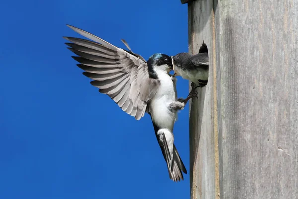 Ağaç Kırlangıcı Tachycineta Bicolor Bebekleri Besliyor — Stok fotoğraf