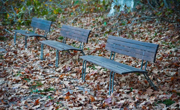 Őszi Park Őszi Évszak Lombozat — Stock Fotó