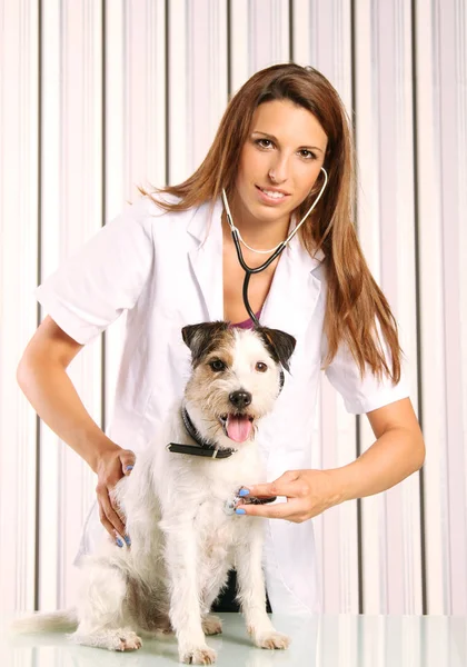 Retrato Mulher Com Cão — Fotografia de Stock