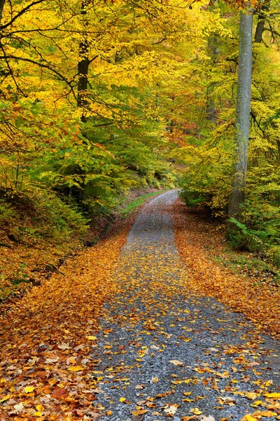 Bukový Les Podzim — Stock fotografie