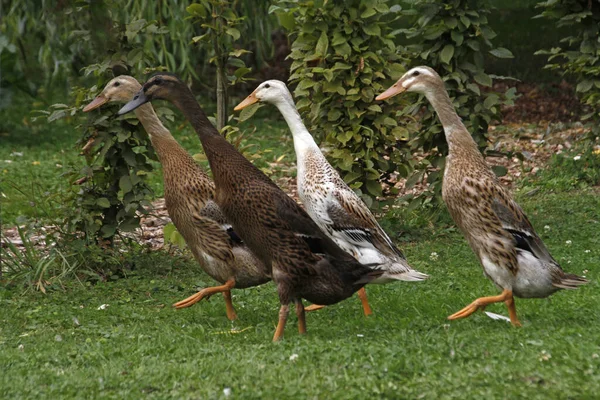 Vue Panoramique Bel Oiseau Nature — Photo