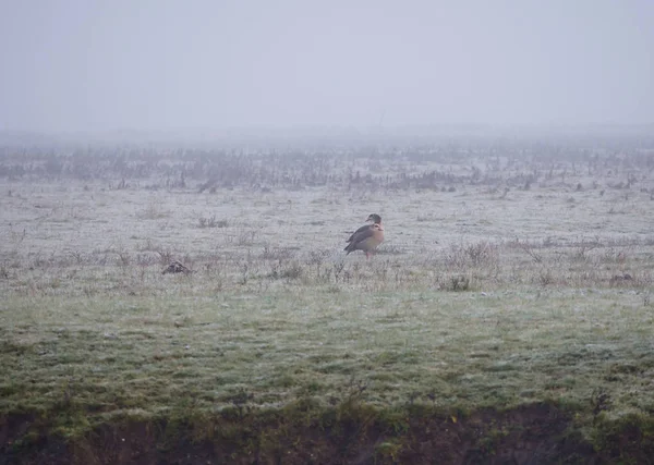 Göçmen Mısırlı Kaz Hollanda Dondurucu Bir Sabah Oostvaardersplassen Rezervi — Stok fotoğraf