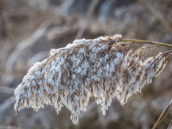 Пухнаста Морозна Тростина Зимовий Ранок Коли Сонце Починає Підніматися — стокове фото