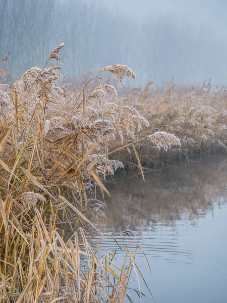 Reed Gelado Uma Manhã Inverno Como Sol Começa Subir — Fotografia de Stock