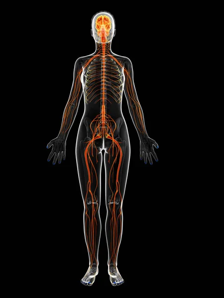 Rendered Illustration Female Nervous System — Stock Photo, Image