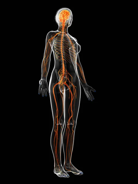 女性的中枢神经系统三维渲染的图 — 图库照片