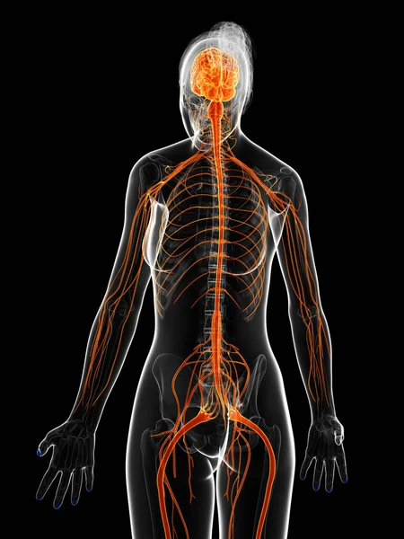 Rendered Illustration Female Nervous System — Stock Photo, Image