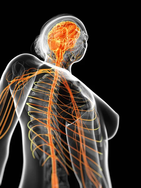 女性的中枢神经系统三维渲染的图 — 图库照片