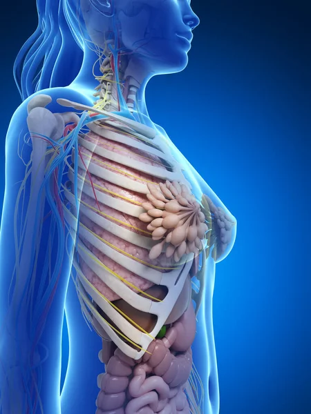 Ilustración Renderizada Anatomía Femenina — Foto de Stock