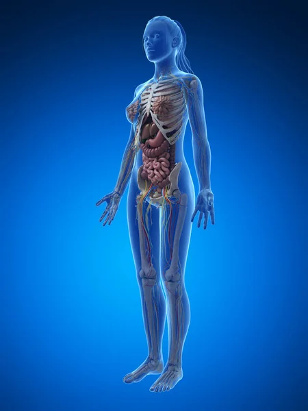 Ilustración Renderizada Anatomía Femenina —  Fotos de Stock