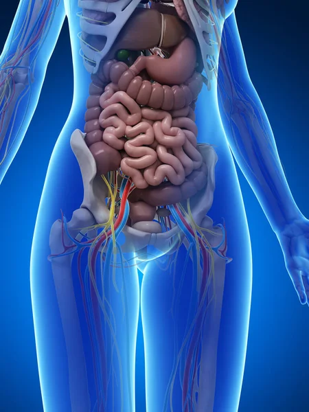 Трехмерная Иллюстрация Женской Анатомии — стоковое фото