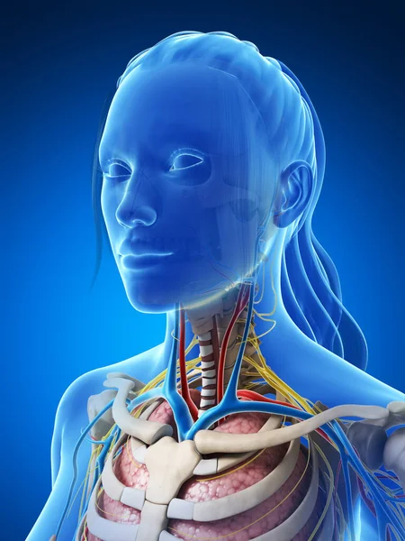 Rendered Illustration Female Anatomy — Stock Photo, Image