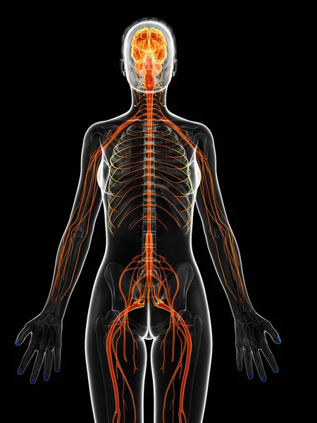 Rendered Illustration Female Nervous System — Stock Photo, Image