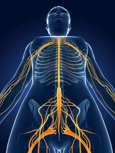 Renderizado Ilustração Médica Sistema Nervoso Feminino — Fotografia de Stock