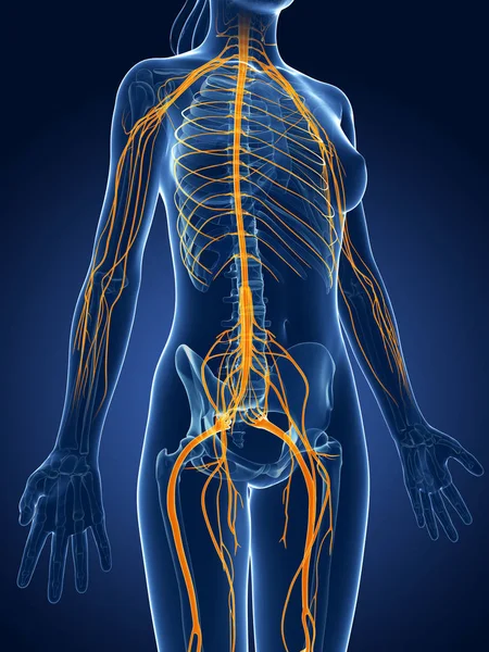 Renderowana Ilustracja Medyczna Żeński System Nerwowy — Zdjęcie stockowe