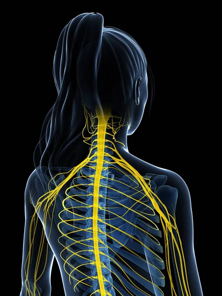 Ilustração Renderizada Sistema Nervoso Feminino — Fotografia de Stock