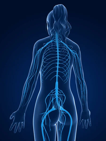 Renderizado Ilustração Médica Sistema Nervoso Feminino — Fotografia de Stock