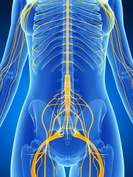女性の神経系の レンダリングされた図 — ストック写真