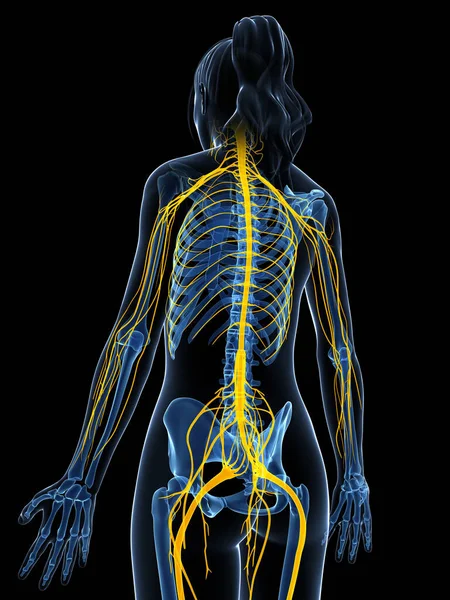 Трехмерная Иллюстрация Женской Нервной Системы — стоковое фото