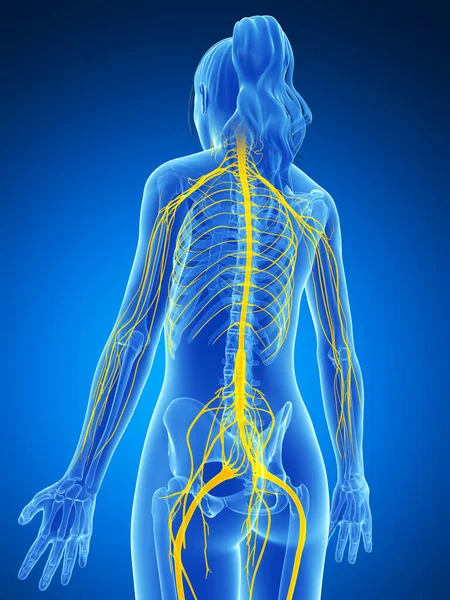 Трехмерная Иллюстрация Женской Нервной Системы — стоковое фото