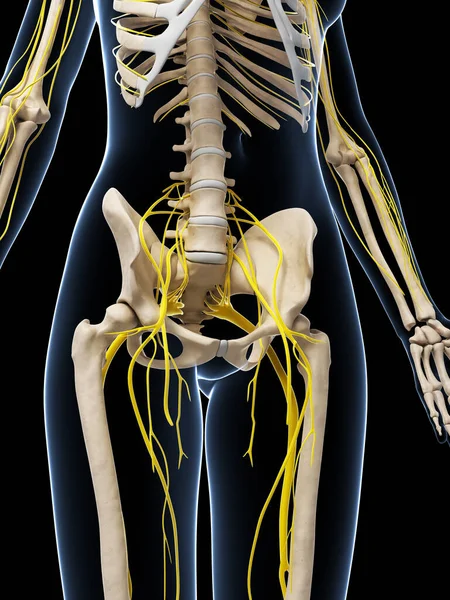 Rendered Illustration Female Nervous System — Stock Photo, Image