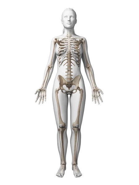 Ilustração Renderizada Esqueleto Feminino — Fotografia de Stock
