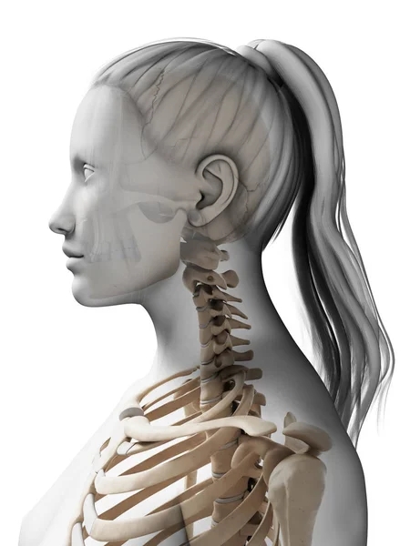 Rendered Illustration Female Skeleton — Stock Photo, Image