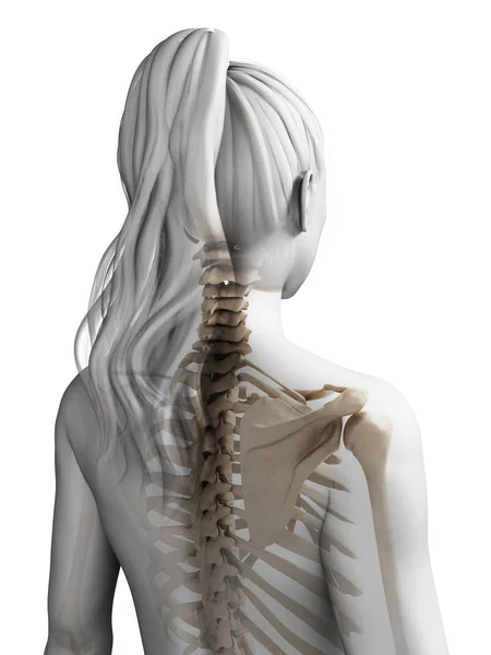 女性の骨格の3Dレンダリングイラスト — ストック写真