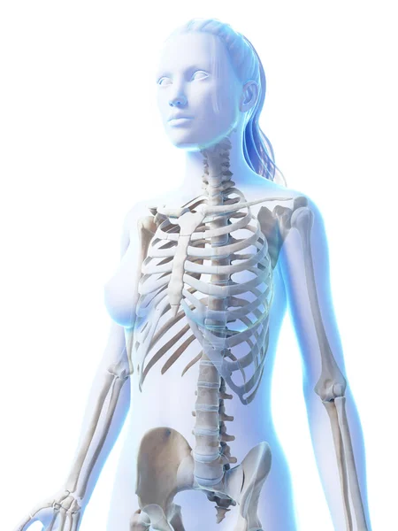 Трехмерная Иллюстрация Женского Скелета — стоковое фото