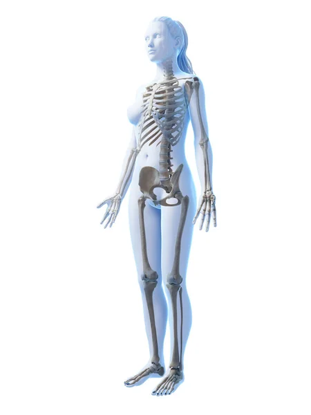 Ilustração Renderizada Esqueleto Feminino — Fotografia de Stock