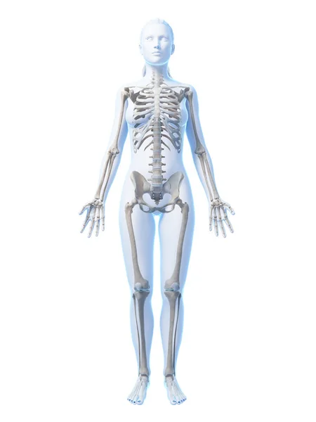 女性の骨格の3Dレンダリングイラスト — ストック写真