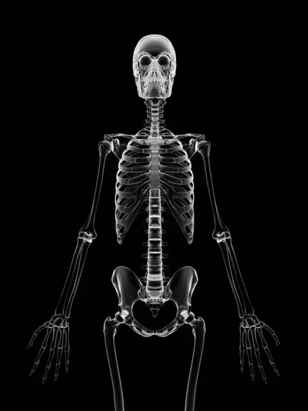 Медицинская Иллюстрация Скелета — стоковое фото