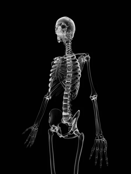 Medizinische Illustration Des Skeletts — Stockfoto