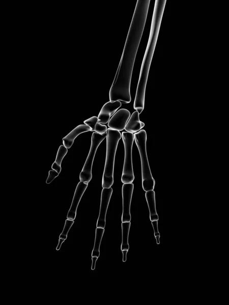 Medical Illustration Hand Bones — Stock Photo, Image