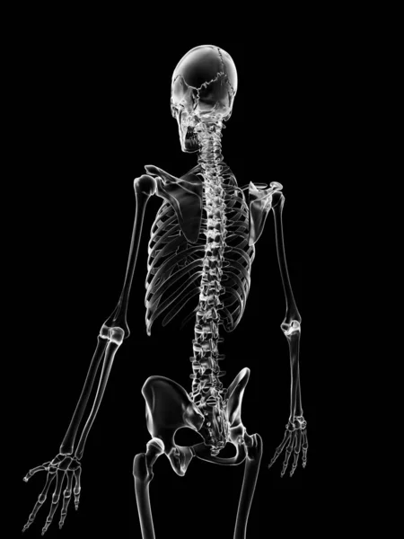 Medical Illustration Skeleton — Stock Photo, Image