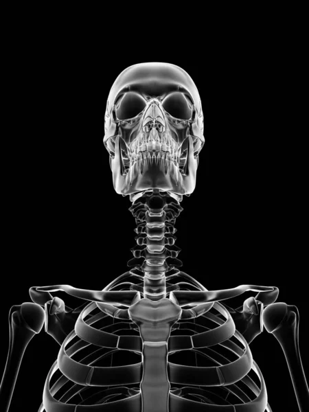 Lékařské Ilustrace Lebky Hrudníku — Stock fotografie